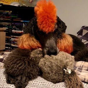 Meet your Posher, Torie